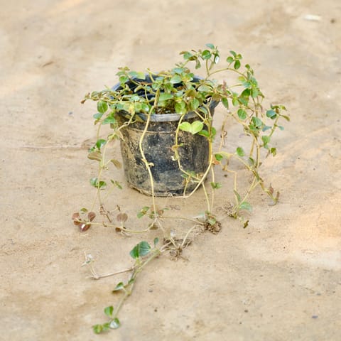 Trailing Jade Plant in 4 Inch Nursery Pot