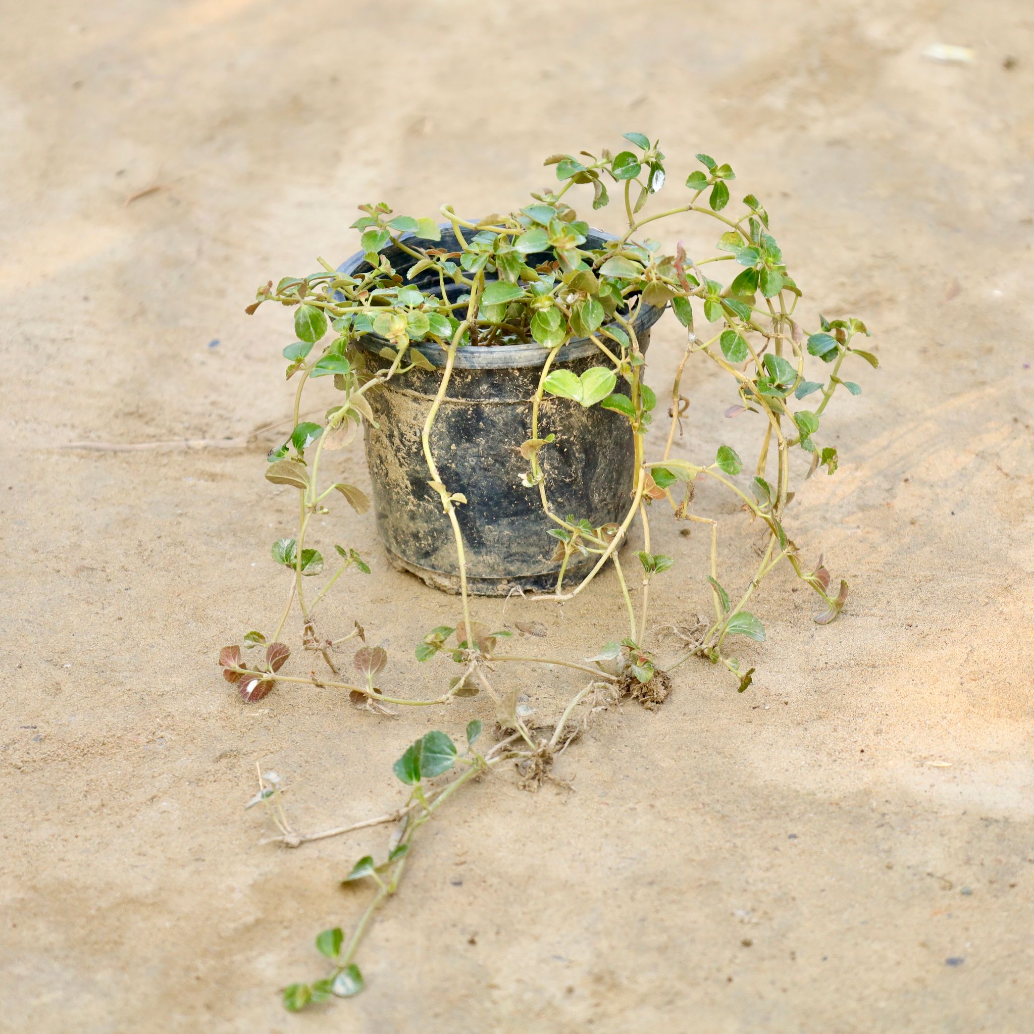 Trailing Jade Plant in 4 Inch Nursery Pot