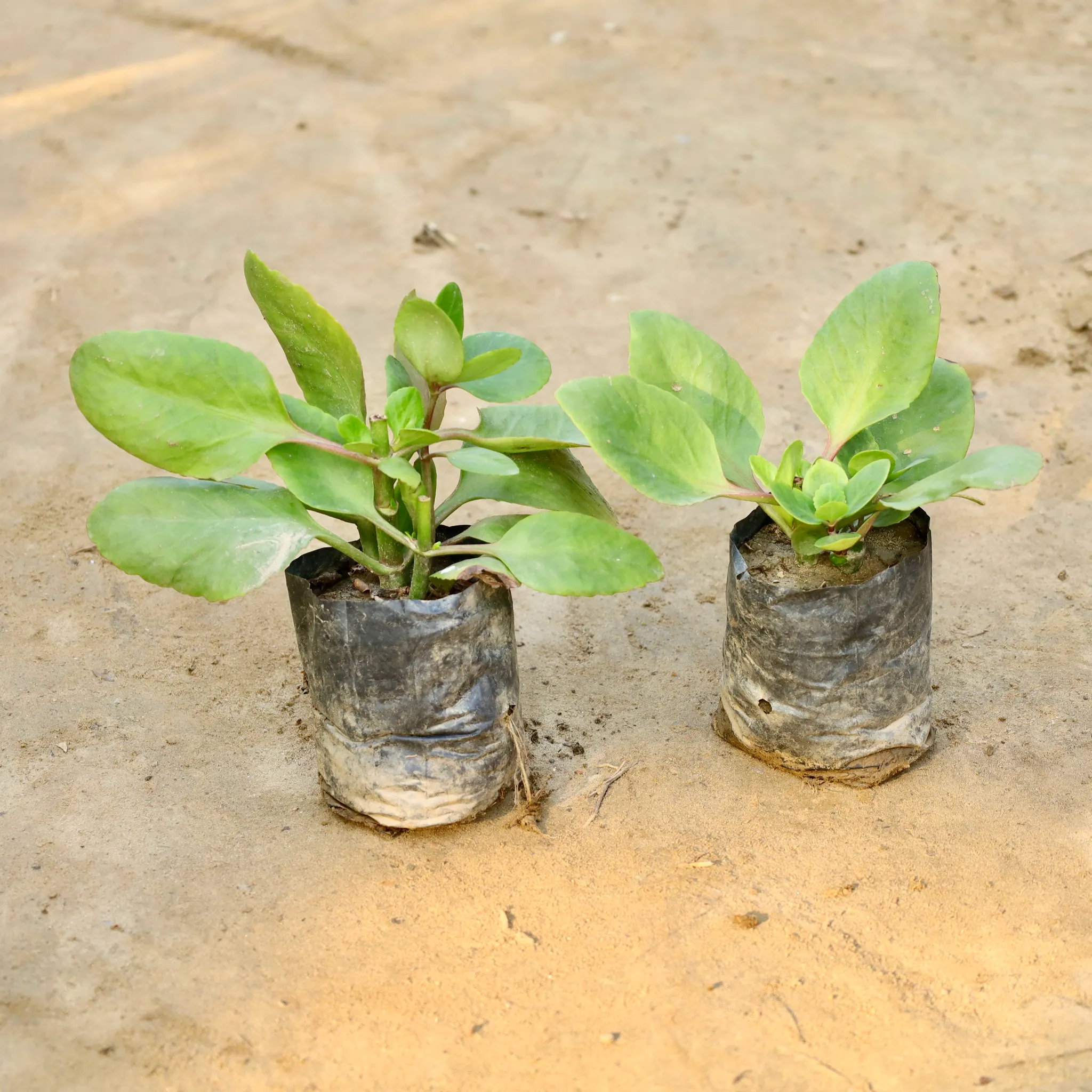 Set of 2 - Kalanchoe Desi (Any Colour) in 4 Inch Nursery Bag