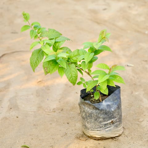 Madhumalti Bel / Rangoon Creeper / Jhumka Bel in 4 Inch Nursery Bag