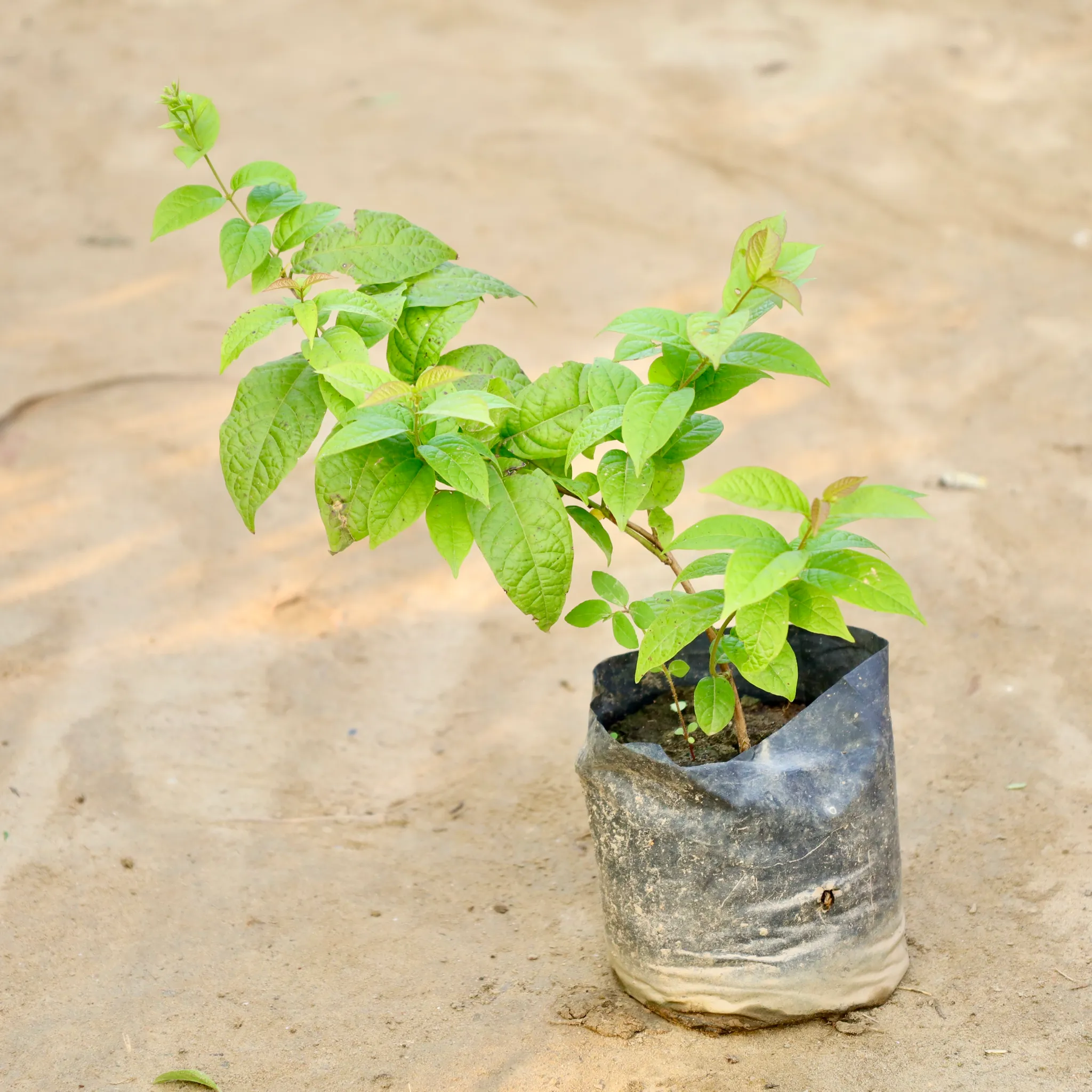 Madhumalti Bel / Rangoon Creeper / Jhumka Bel in 4 Inch Nursery Bag