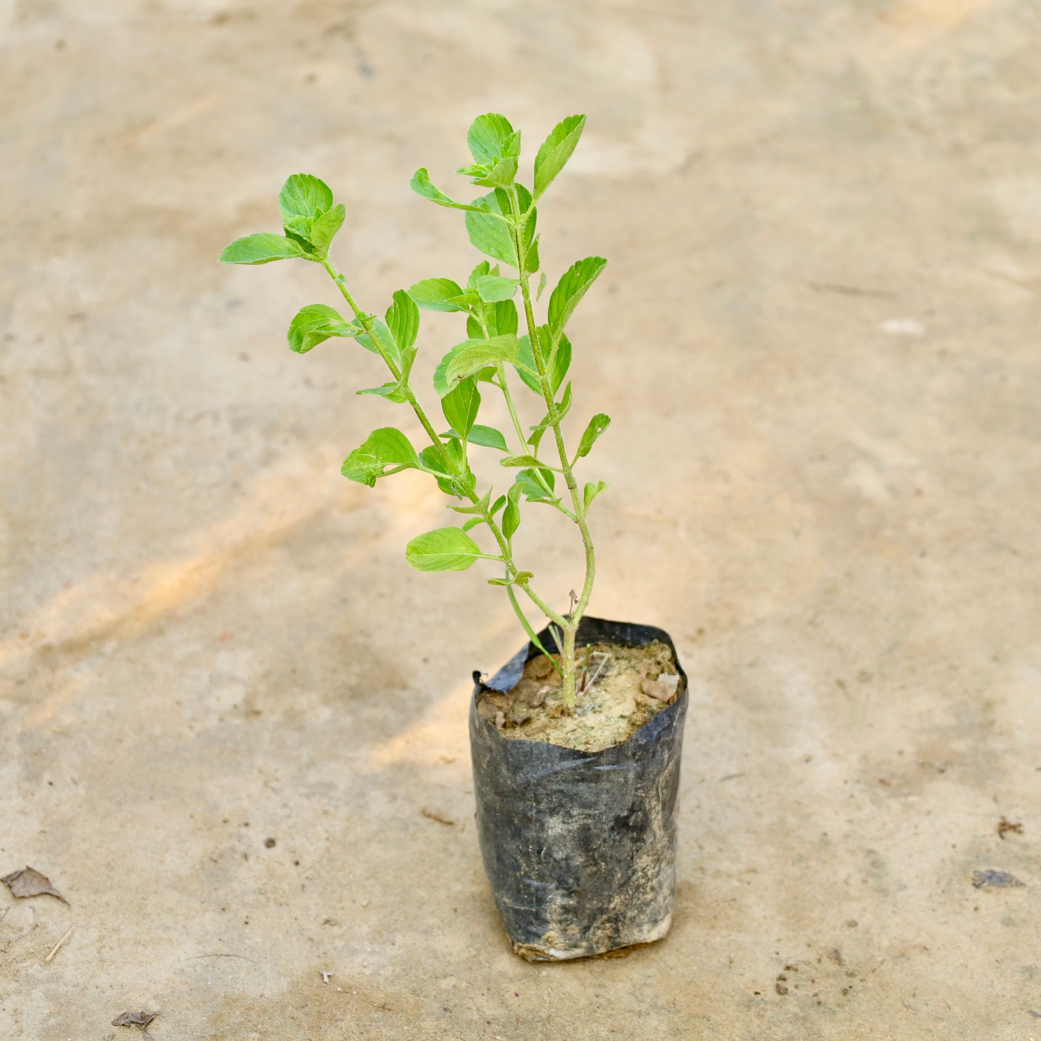 Kapoor Tulsi in 4 Inch Nursery Bag