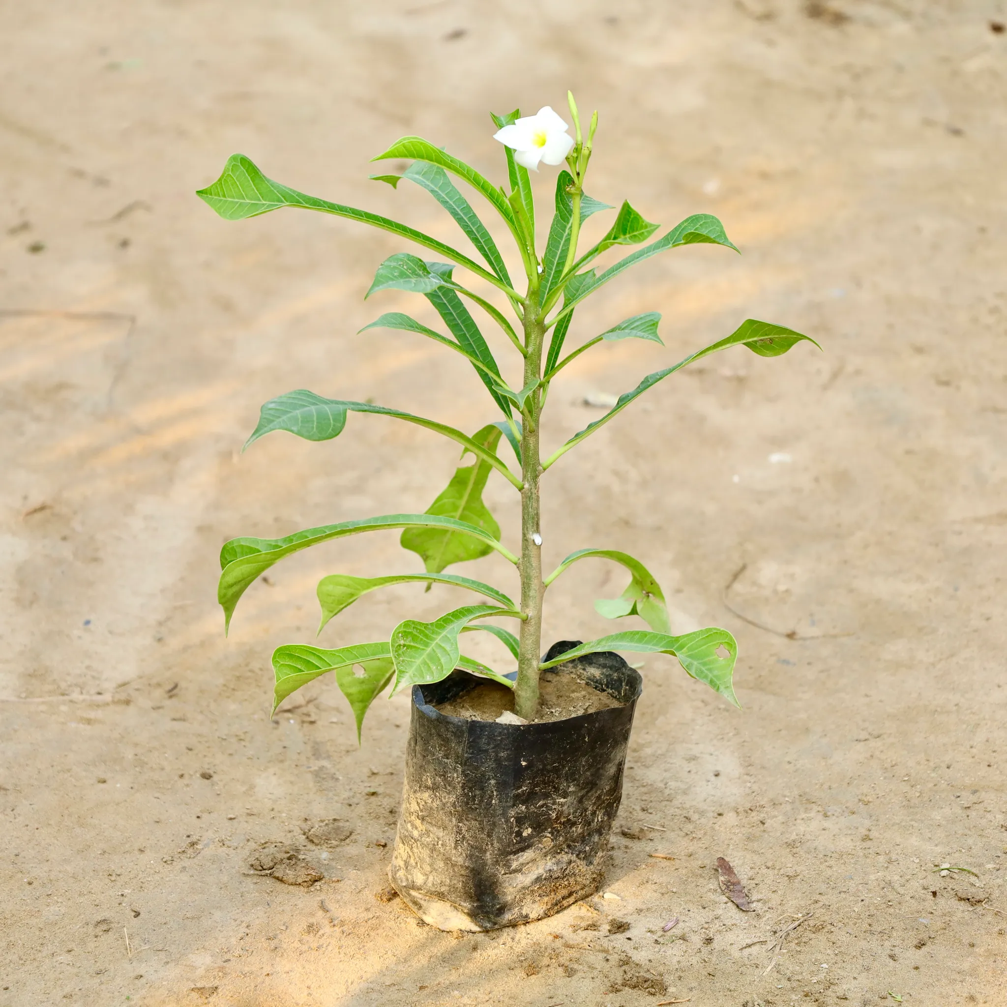 Naag Champa in 6 Inch Nursery pot