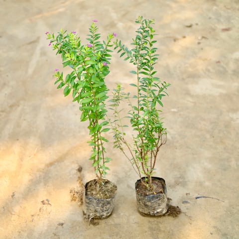 Set of 2 - Cuphea / False Heather (Any Colour) in 4 Inch Nursery Bag