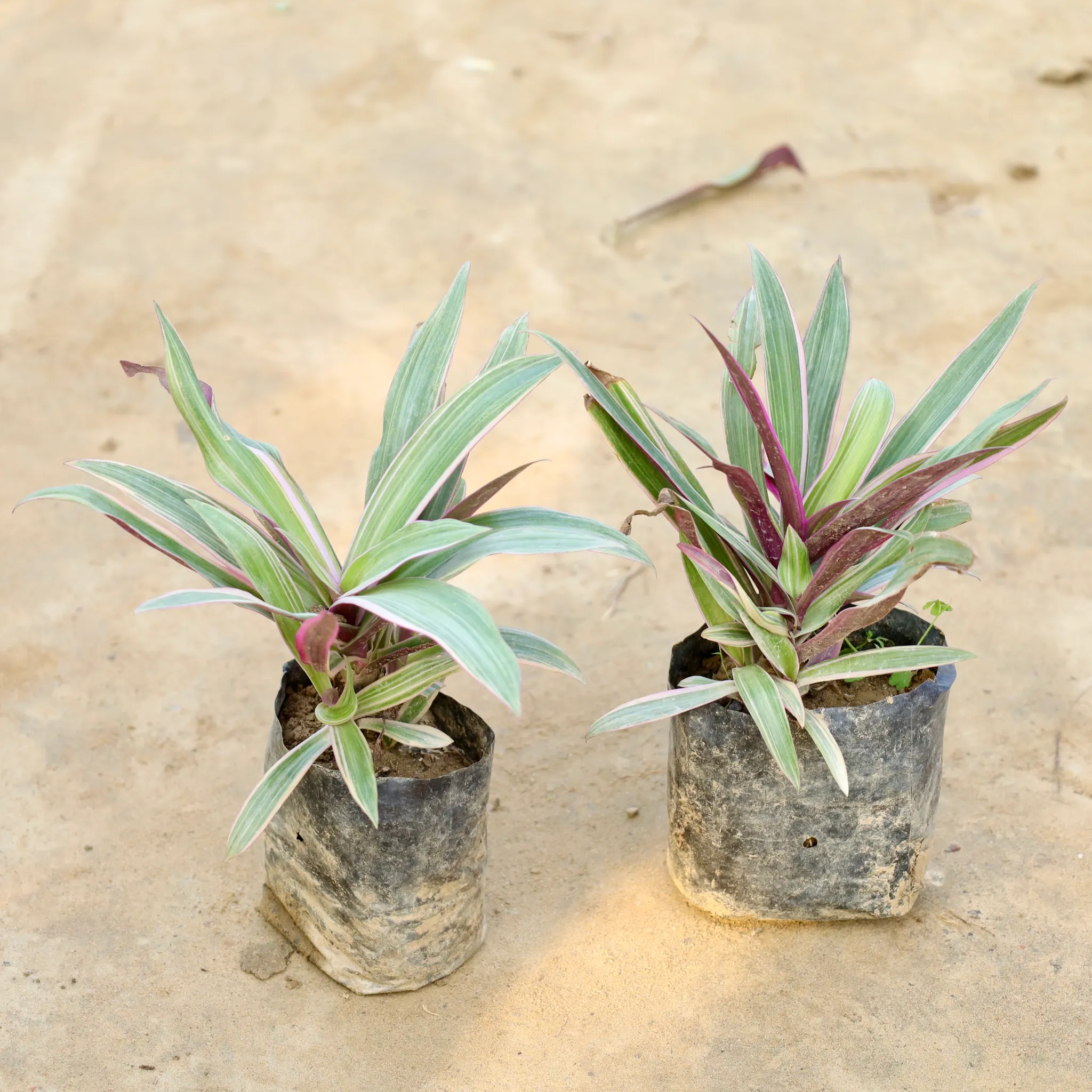 Set of 2 - Rhoeo / Durangi Variegated (Any Colour) in 4 Inch Nursery Bag