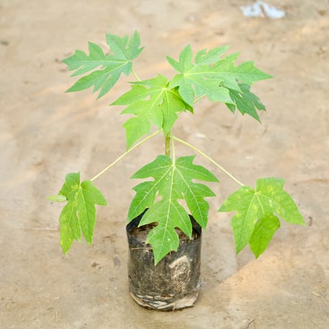 Papaya Plant in 4 Inch Nursery Bag