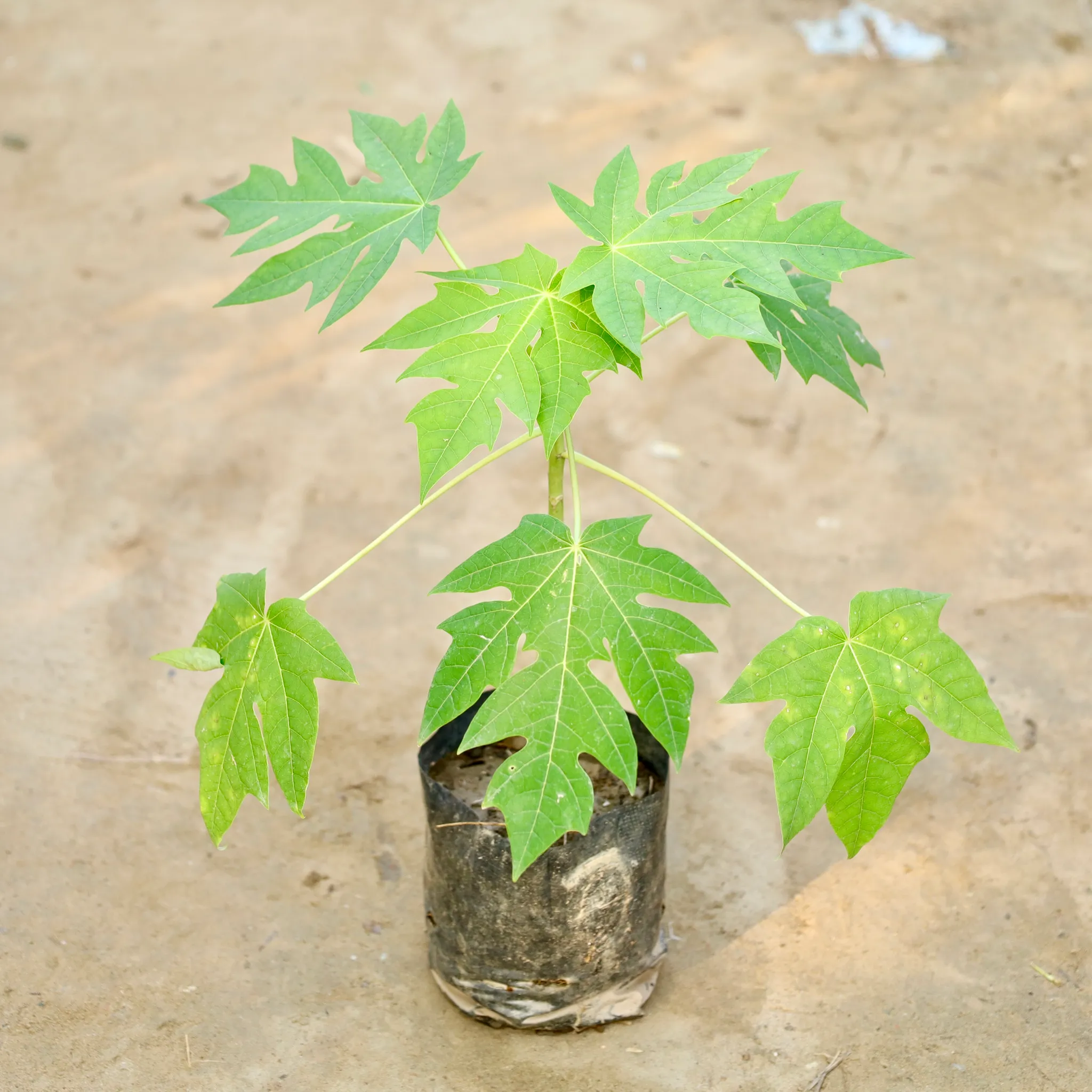 Papaya Plant in 4 Inch Nursery Bag