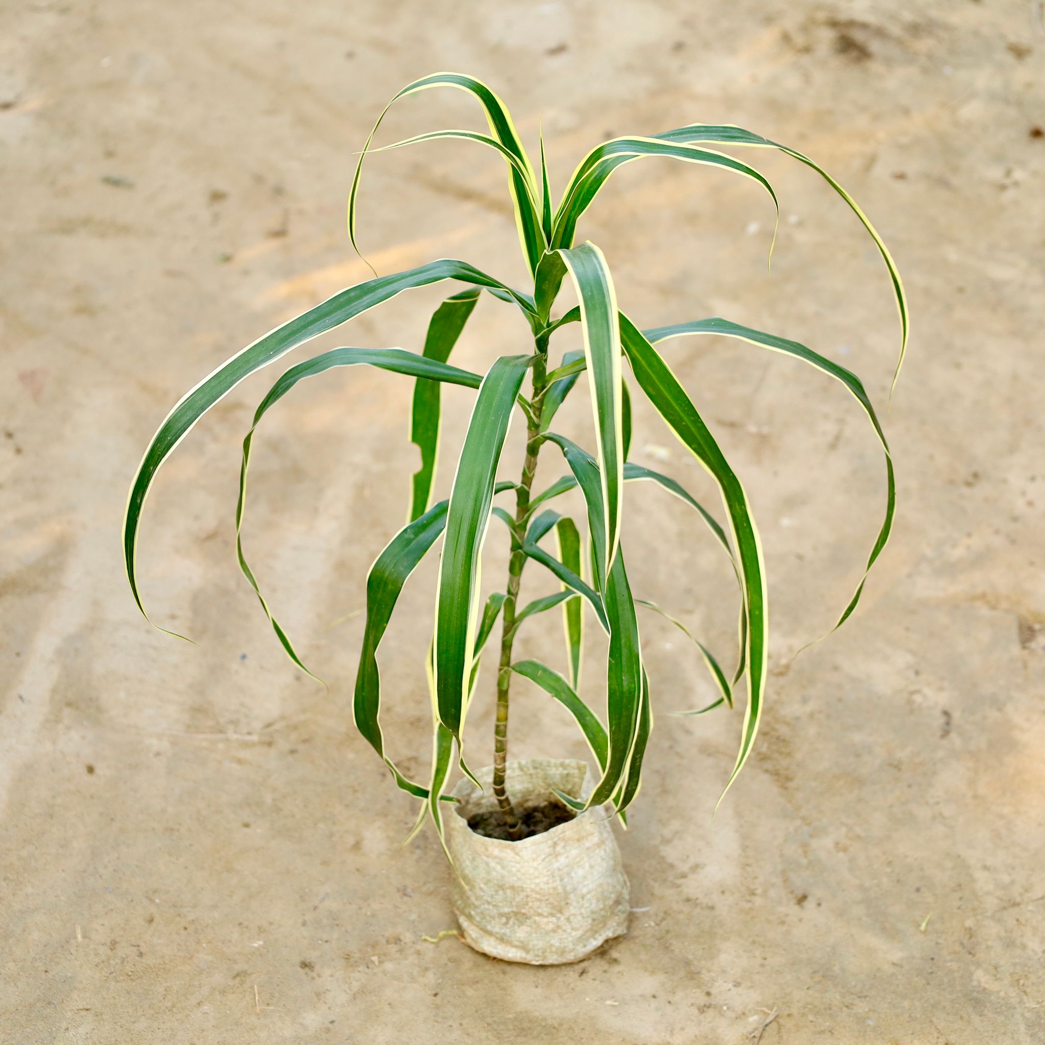 Dracaena Jamaica in 4 Inch Nursery Bag