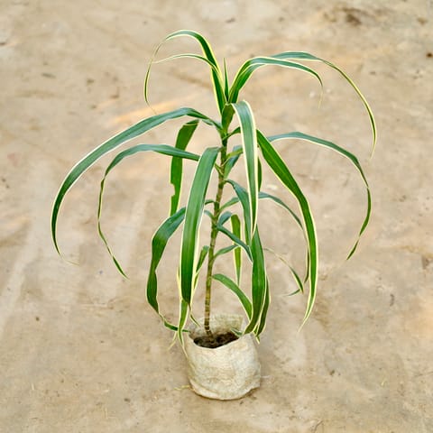 Dracaena Jamaica in 4 Inch Nursery Bag