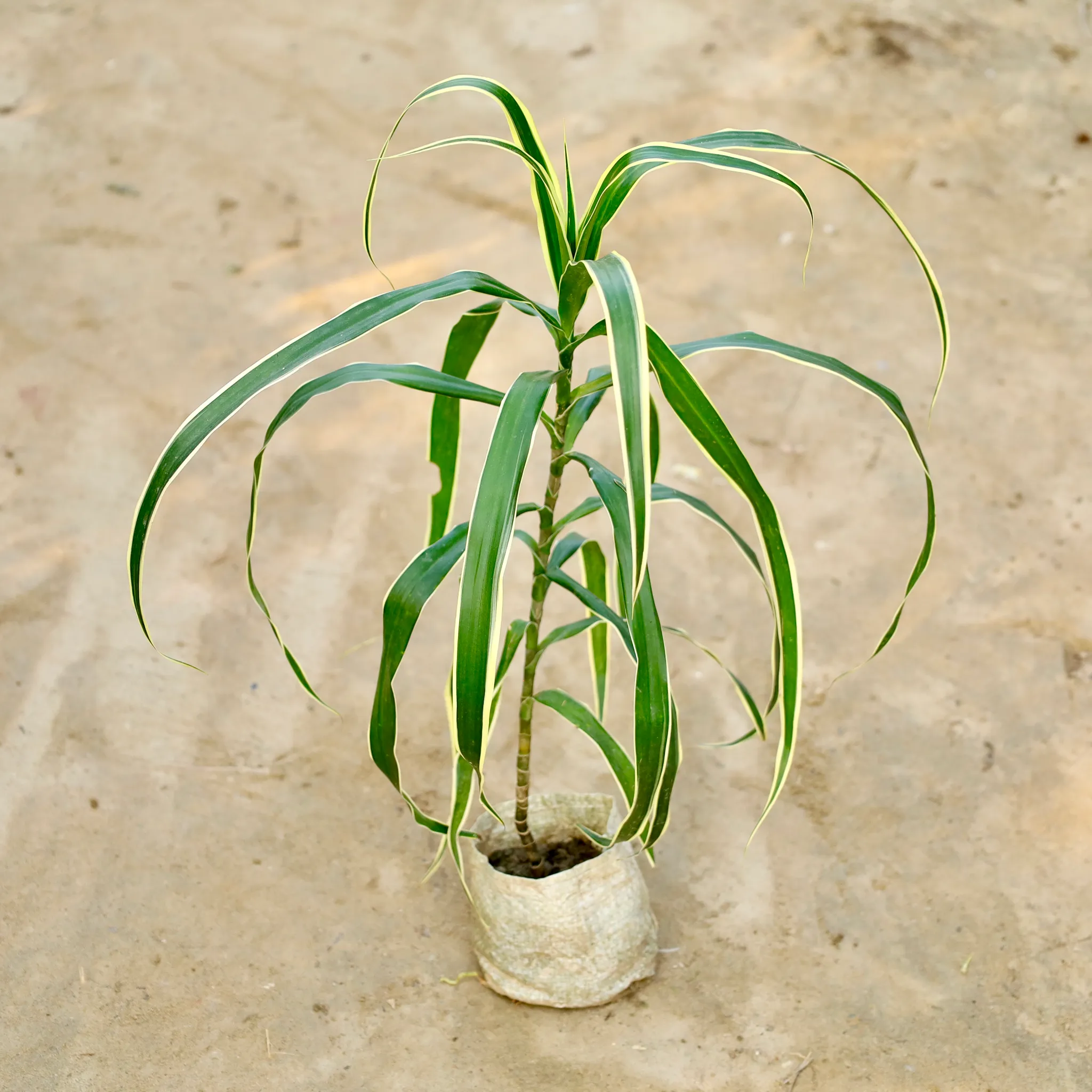 Dracaena Jamaica in 4 Inch Nursery Bag