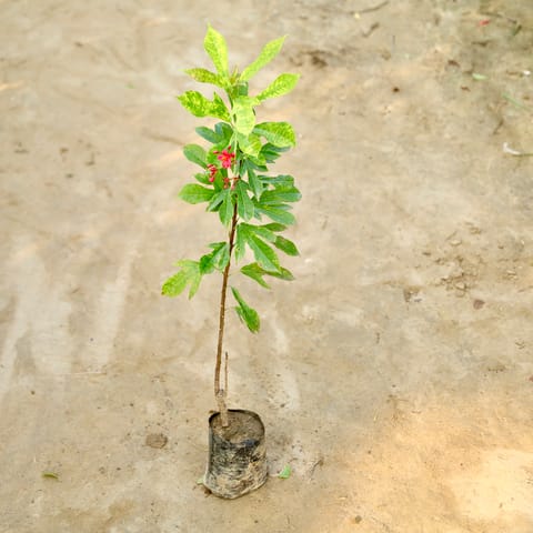 Jatropha / Sundar Rupa (Any Colour) in 4 Inch Nursery Bag