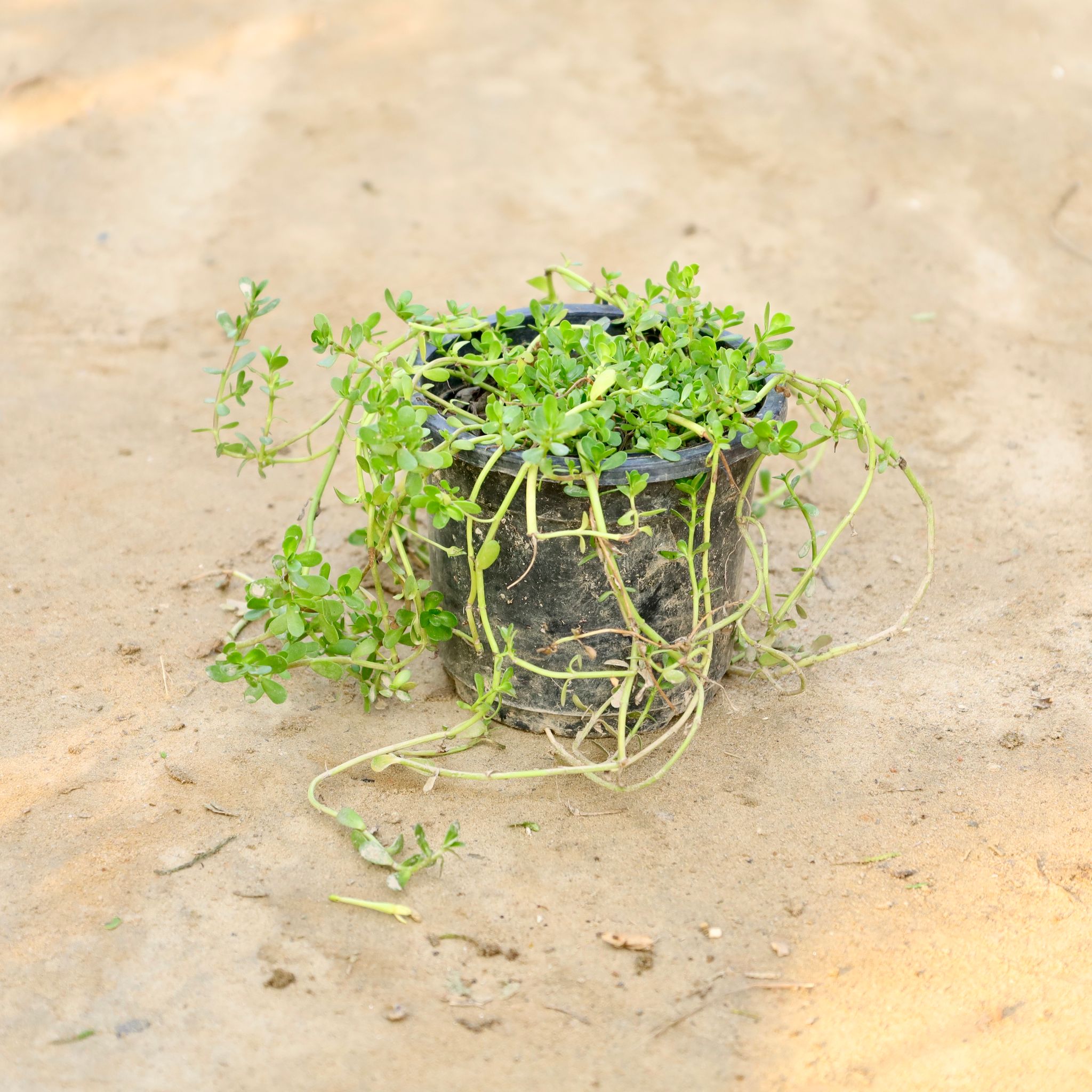 Brahmi Herb Plant in 4 Inch Nursery Pot
