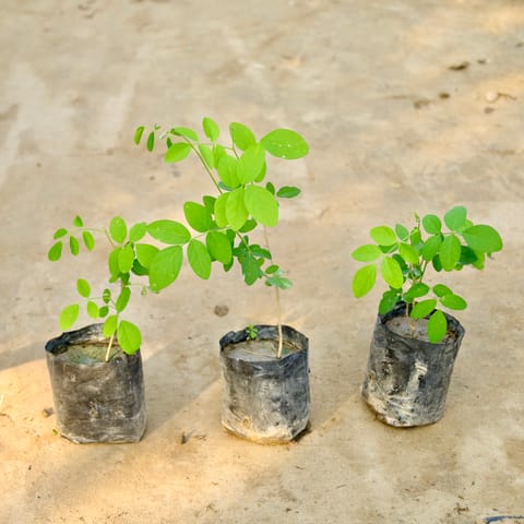 Set of 3 - Aparajita blue in 4 Inch Live Fresh Plant Nursery Bag in Sector 5