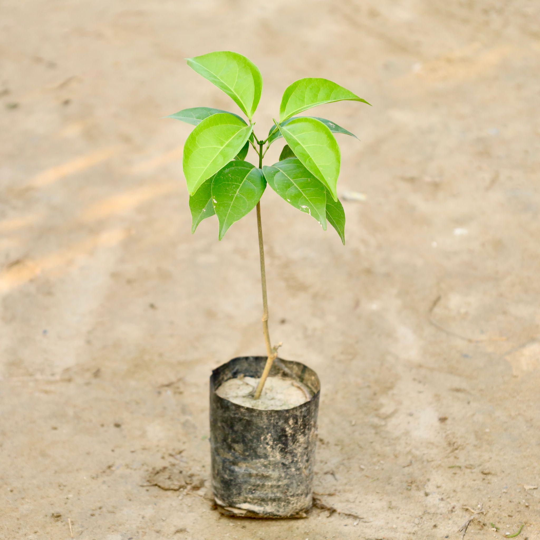 Lassan bel / Garlic vine in 4 Inch Nursery Bag