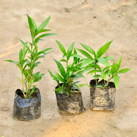 Set of 3 - Sukh Shanti in 4 Inch Nursery Bag