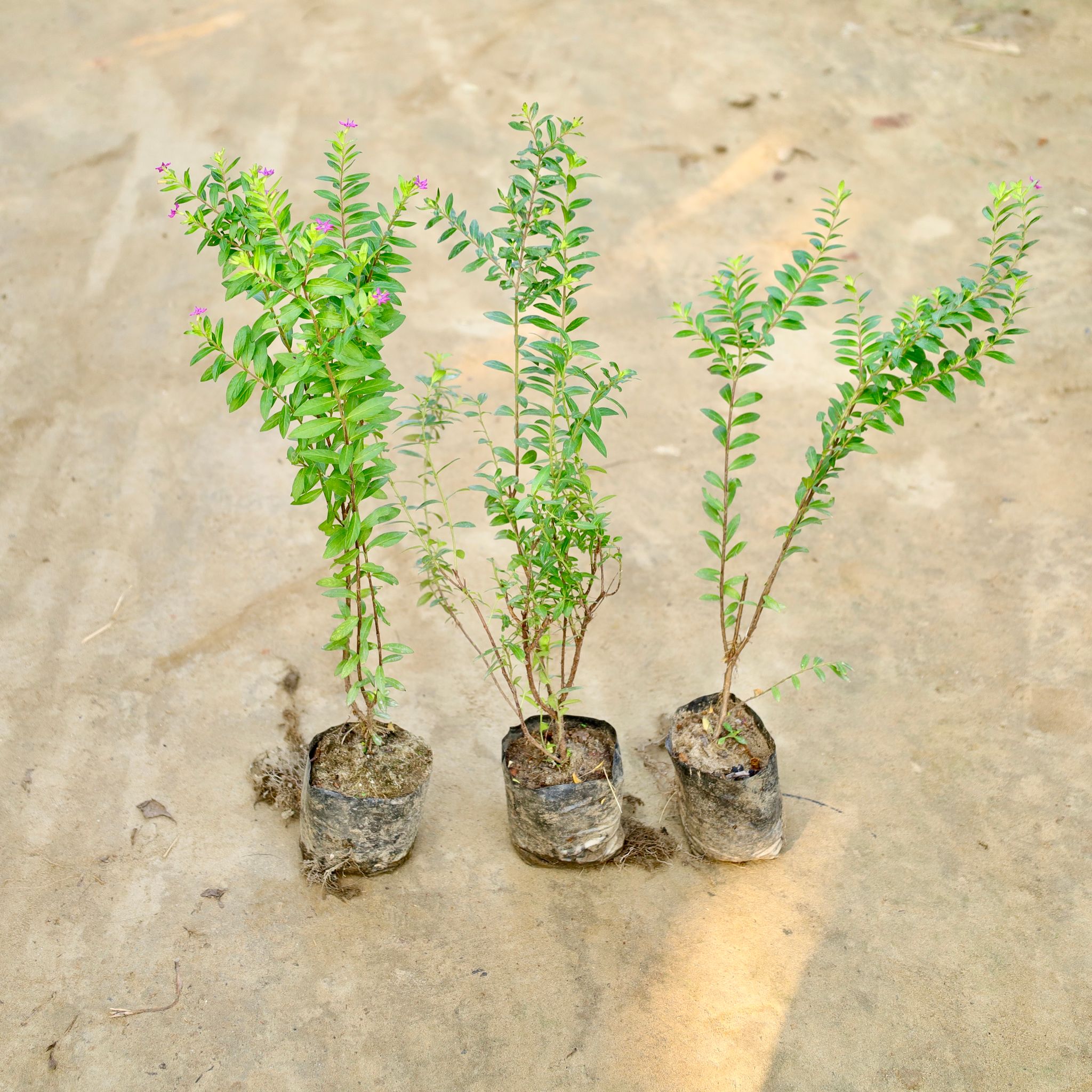 Set of 3 - Cuphea / False Heather (Any Colour) in 4 Inch Nursery Bag