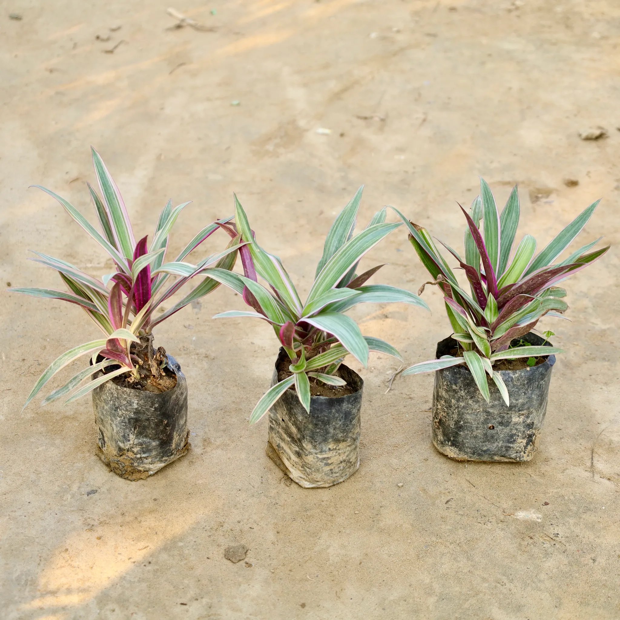 Set of 3 - Rhoeo / Durangi Variegated (Any Colour) in 4 Inch Nursery Bag