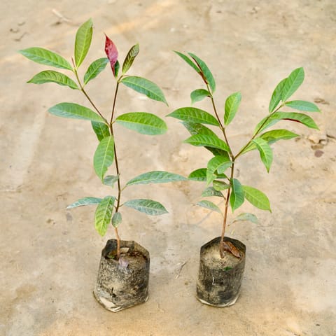 Set of 2 - Laila Majnu in 4 Inch Nursery Bag