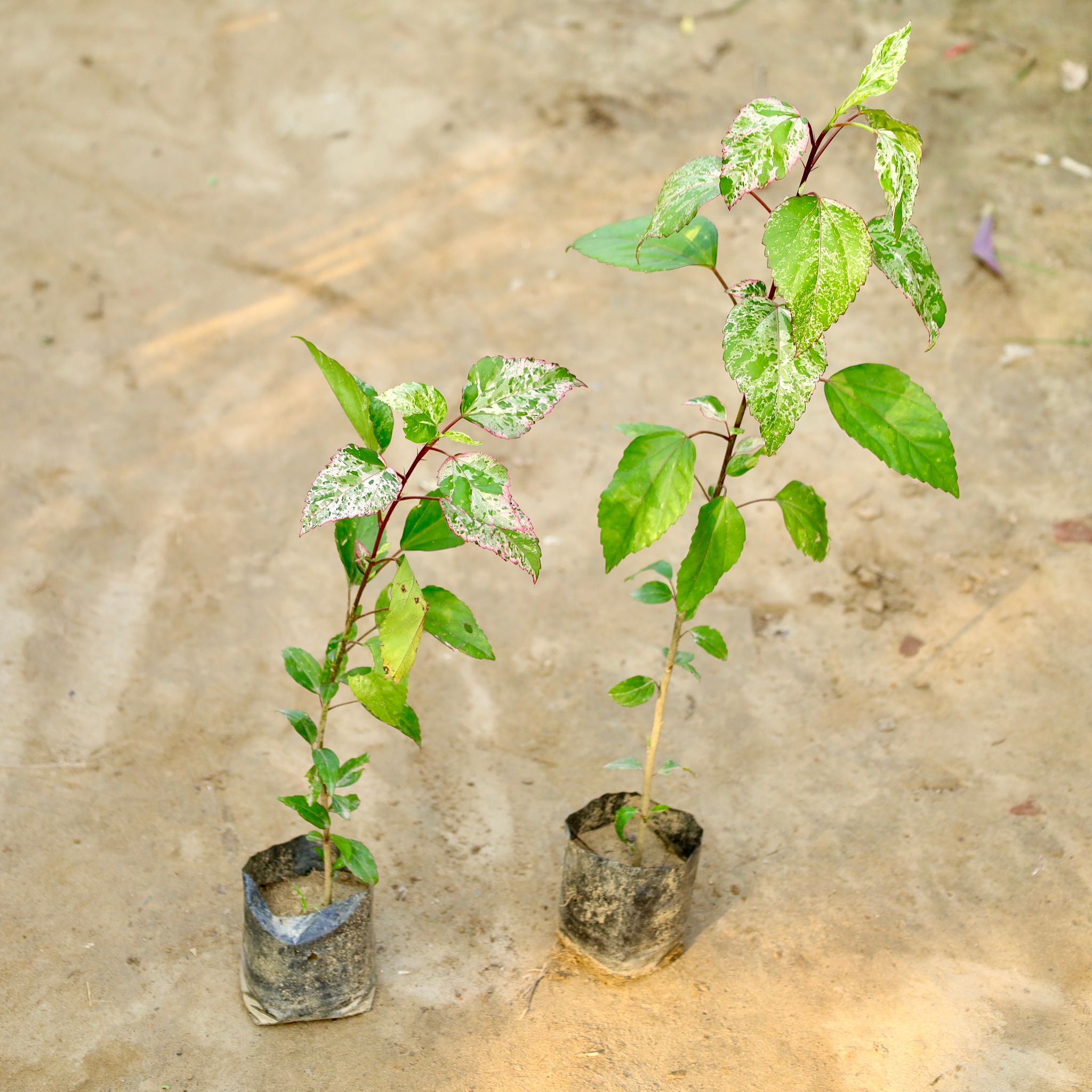 Set of 2 - Hibiscus Variegated in 4 Inch Nursery Bag