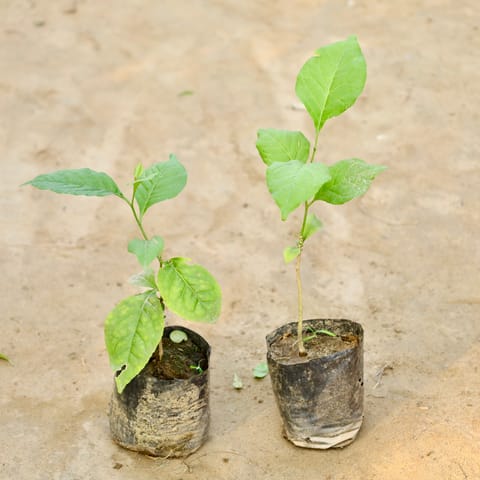 Set of 2 - Bel Patra in 4 Inch Nursery Bag