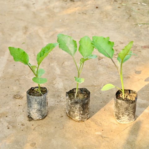 Set of 3 Brinjal / Baigan Plant in 4 Inch Nursery Bag