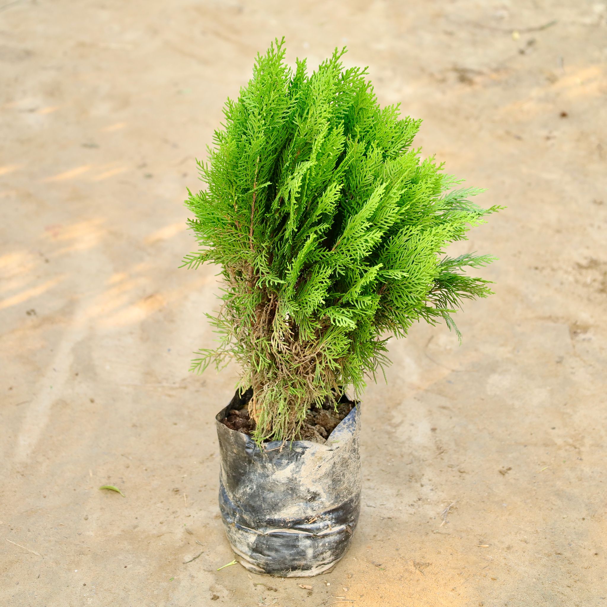 Morpankhi / Thuja Bushy in 8 Inch Nursery Bag