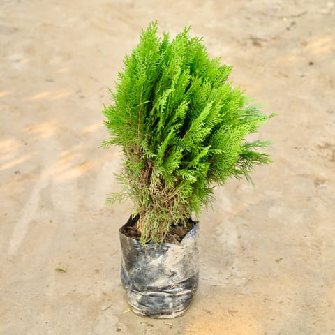 Morpankhi / Thuja Bushy in 8 Inch Nursery Bag