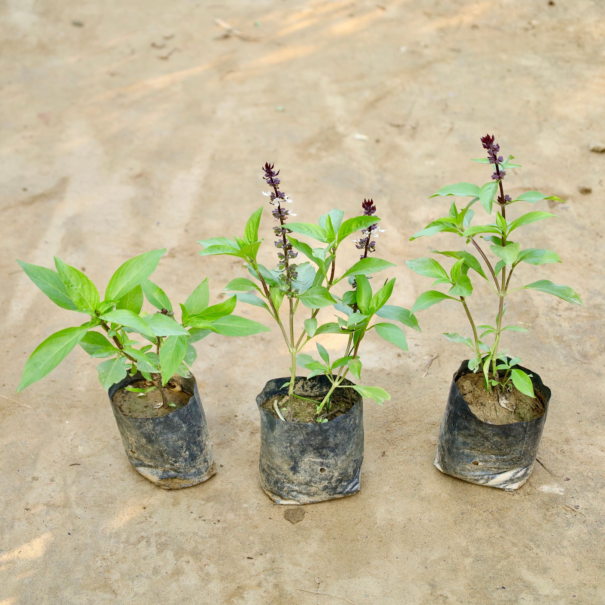 Set of 3 - Sweet Basil / Marwa Tulsi in 4 Inch Nursery Bag