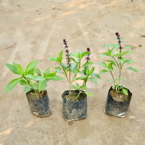 Set of 3 - Sweet Basil / Marwa Tulsi in 4 Inch Nursery Bag