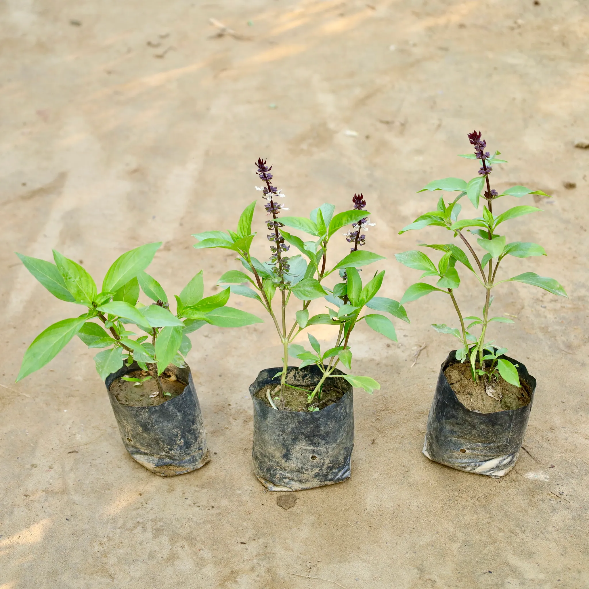 Set of 3 - Sweet Basil / Marwa Tulsi in 4 Inch Nursery Bag