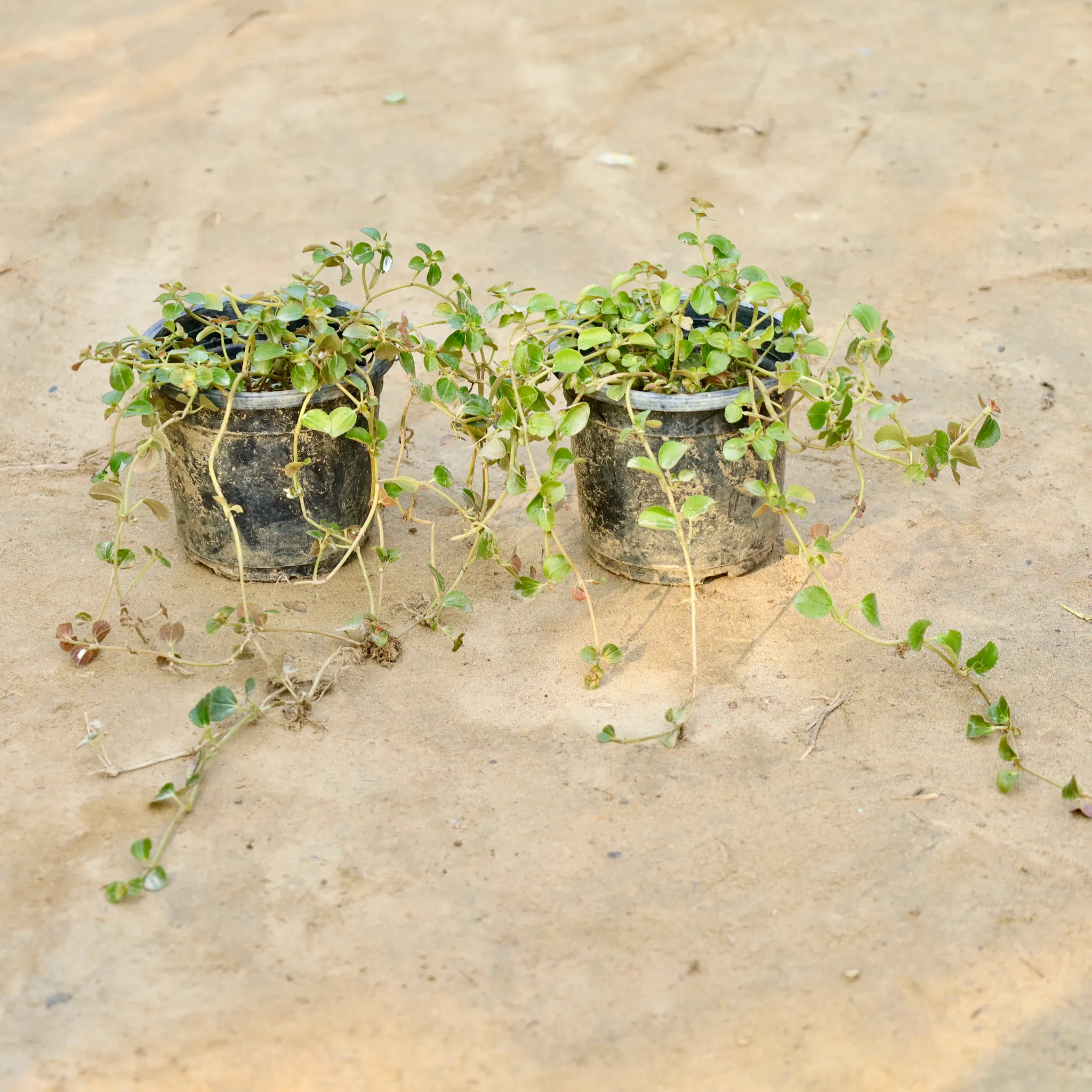 Set of 2 - Trailing Jade Plant in 4 Inch Nursery Pot
