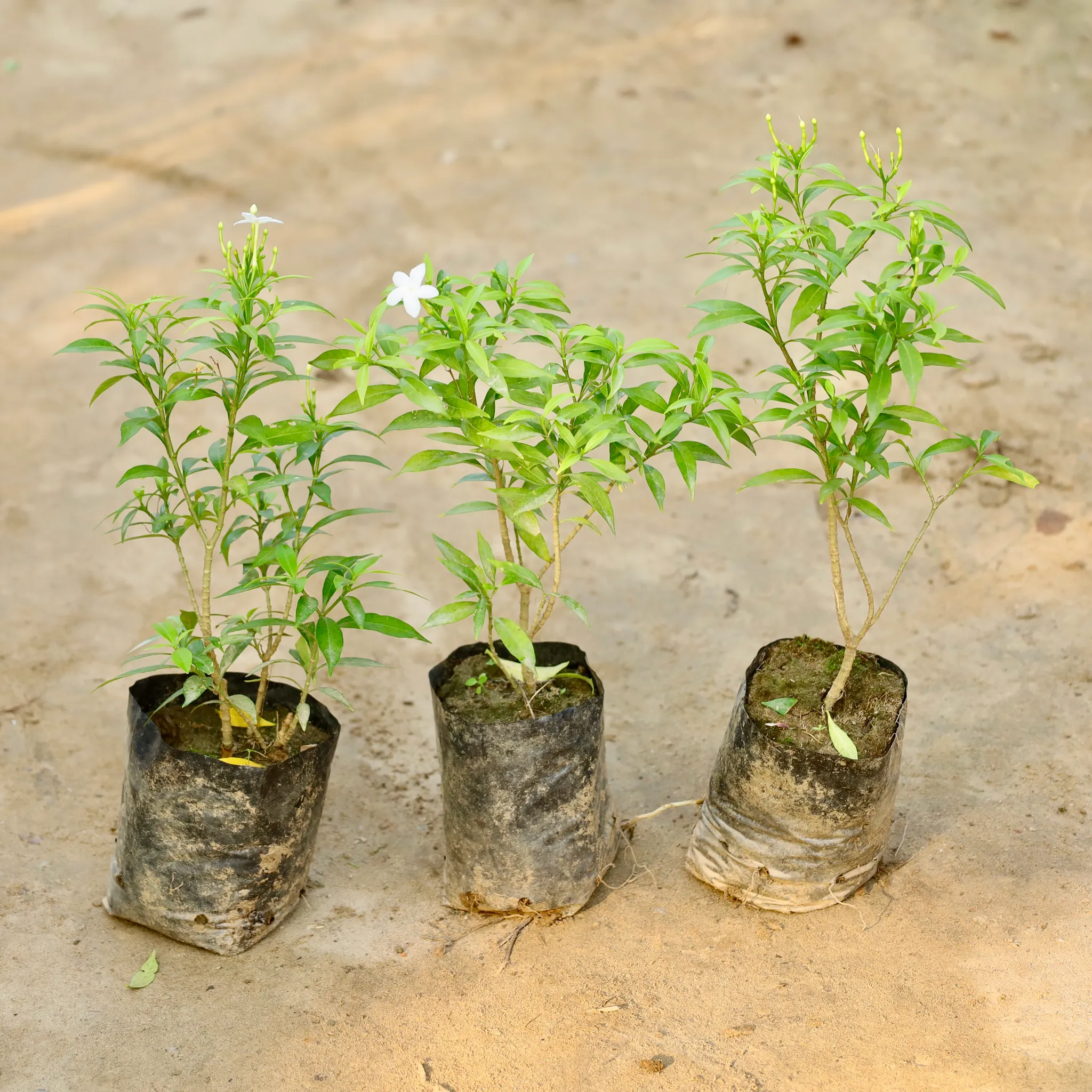 Set 3 - Chandni Dwarf in 4 Inch Nursery Bag