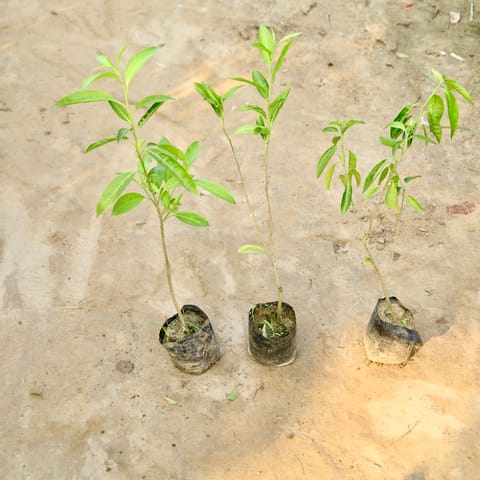Set of 3 - Raat ki Rani / Night Blooming Jasmine in 4 Inch Nursery Bag