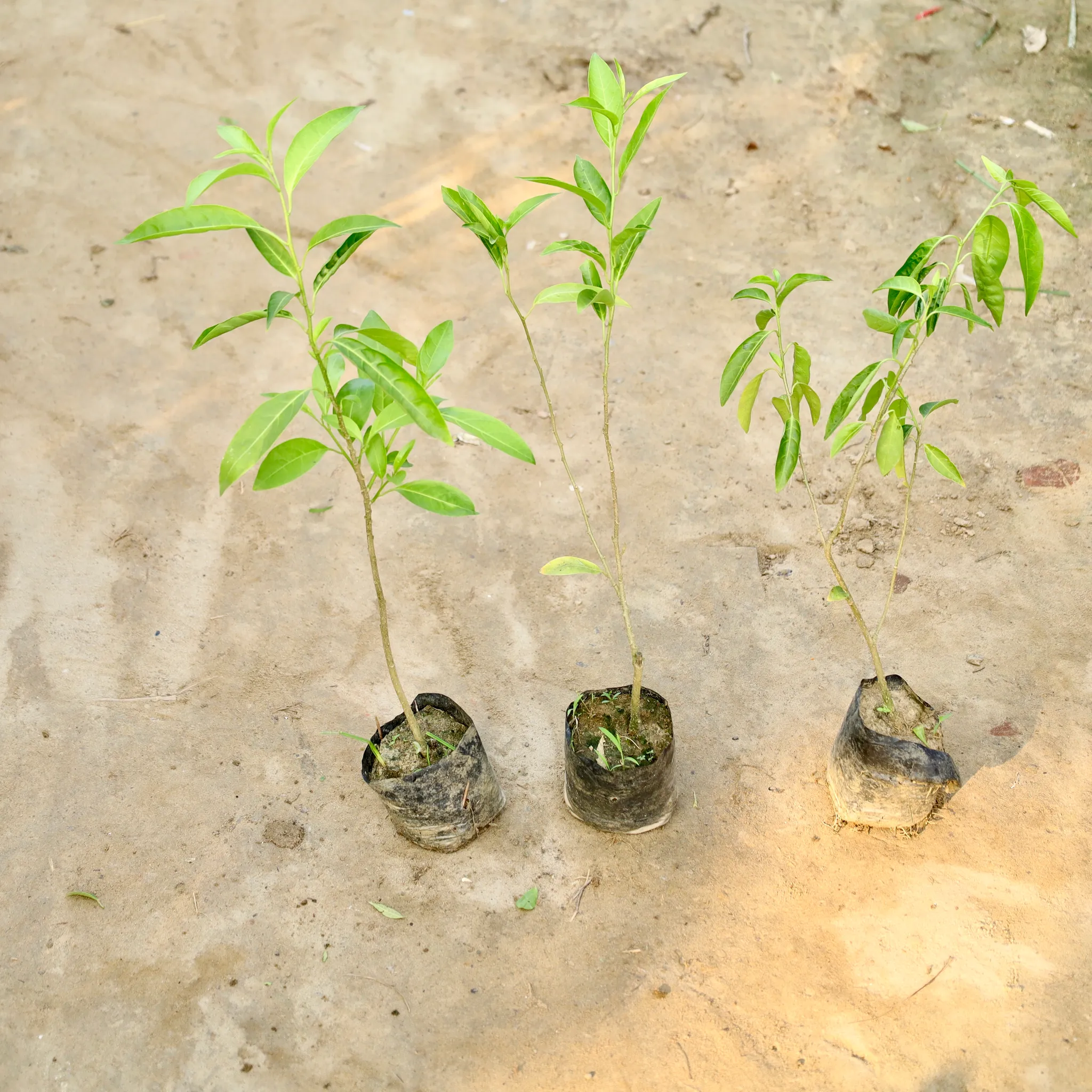 Set of 3 - Raat ki Rani / Night Blooming Jasmine in 4 Inch Nursery Bag