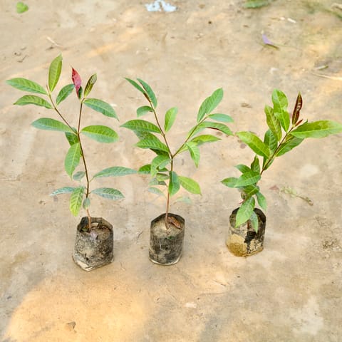 Set of 3 - Laila Majnu in 4 Inch Nursery Bag