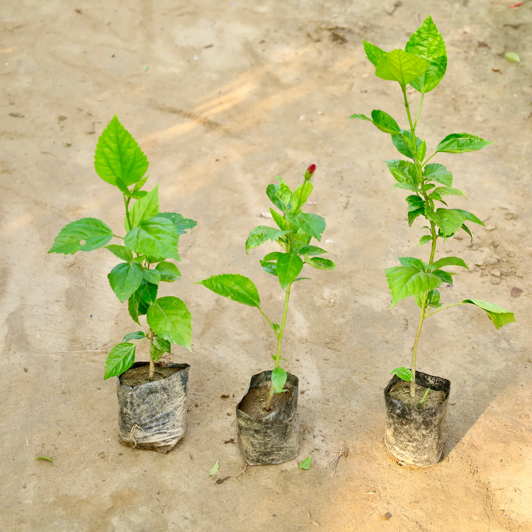 Set of 3 - Hibiscus / Gudhal (Any Colour) in 4 Inch Nursery Bag