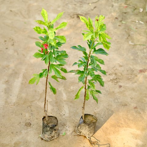 Set of 2 - Jatropha / Sundar Rupa (Any Colour) in 4 Inch Nursery Bag