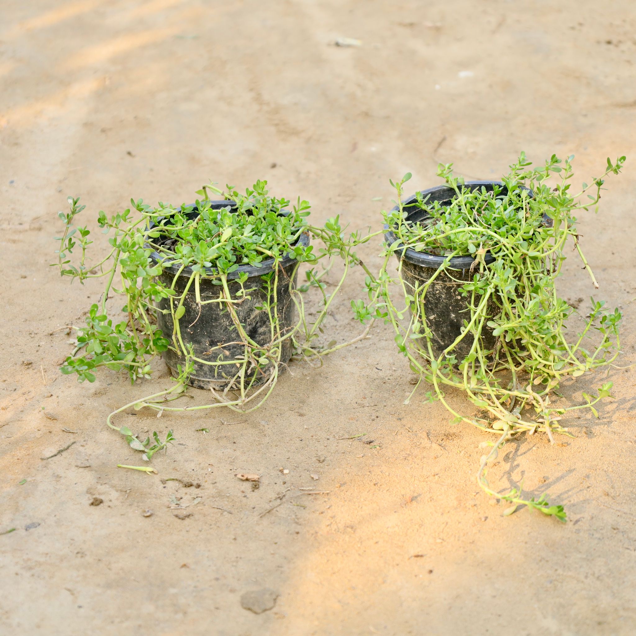 Set of 2 - Brahmi Herb Plant in 4 Inch Nursery Pot