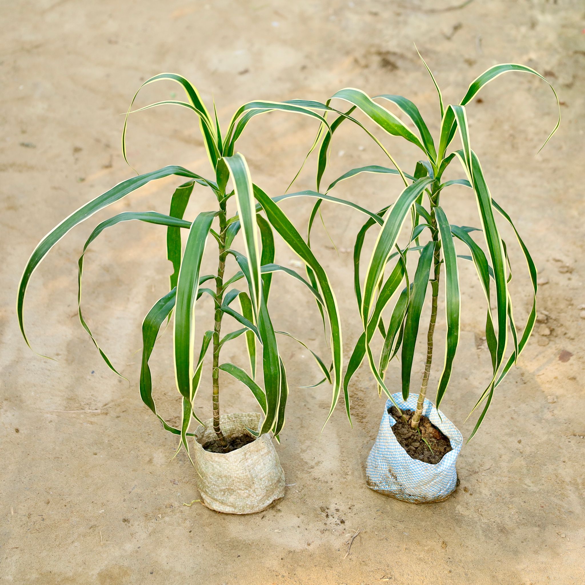 Set of 2 - Dracaena Jamaica in 4 Inch Nursery Bag
