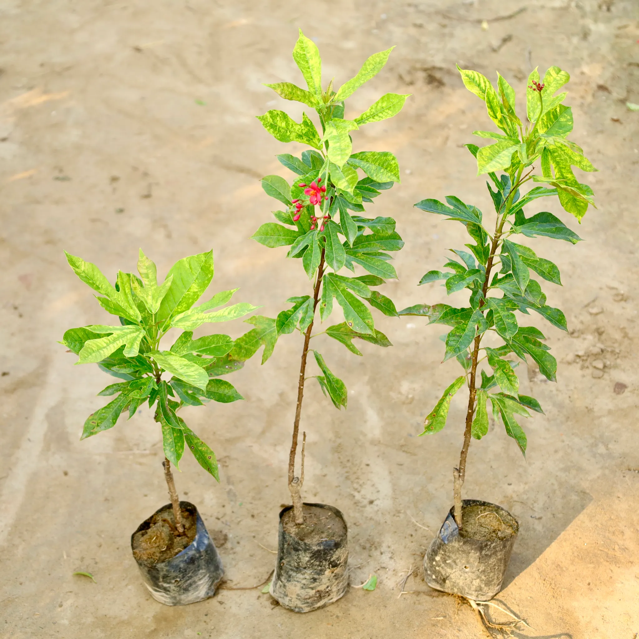 Set of 3 - Jatropha / Sundar Rupa (Any Colour) in 4 Inch Nursery Bag