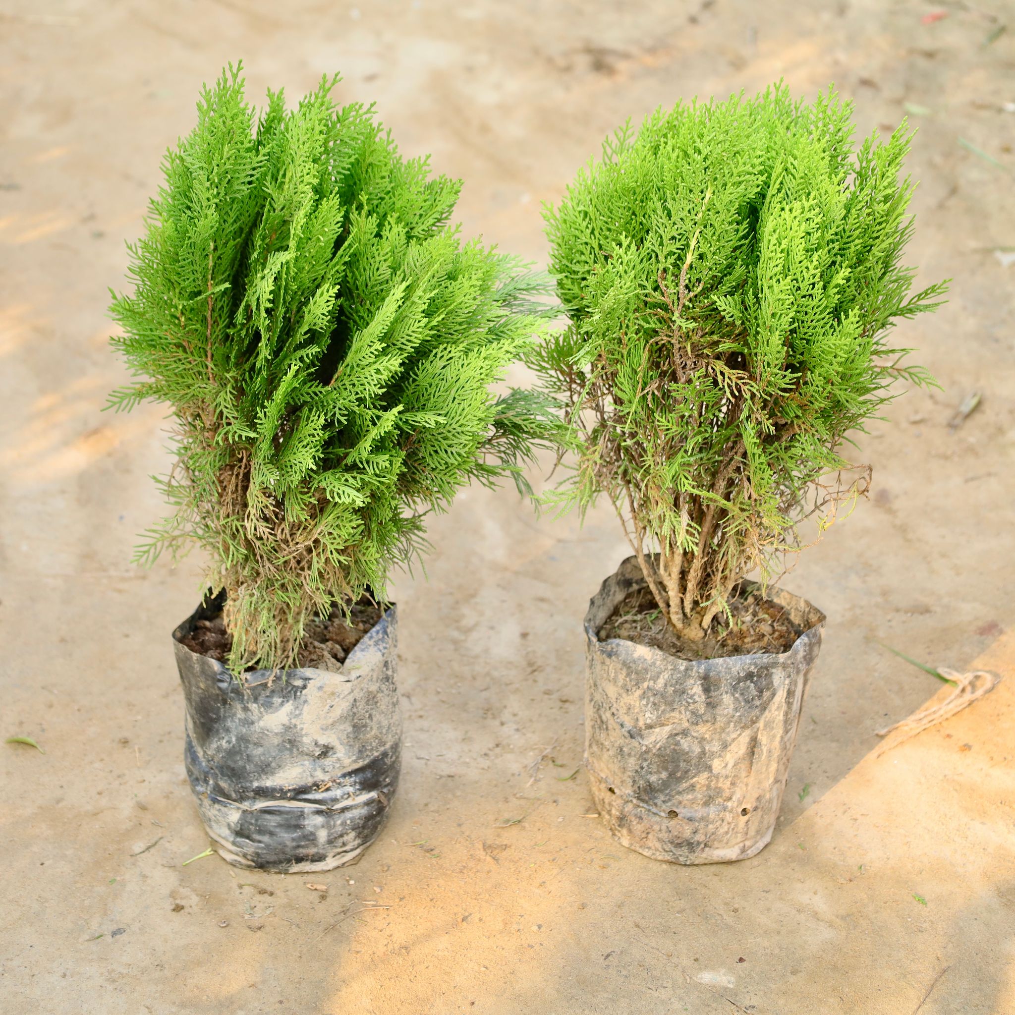 Set of 2 - Morpankhi / Thuja Bushy in 8 Inch Nursery Bag