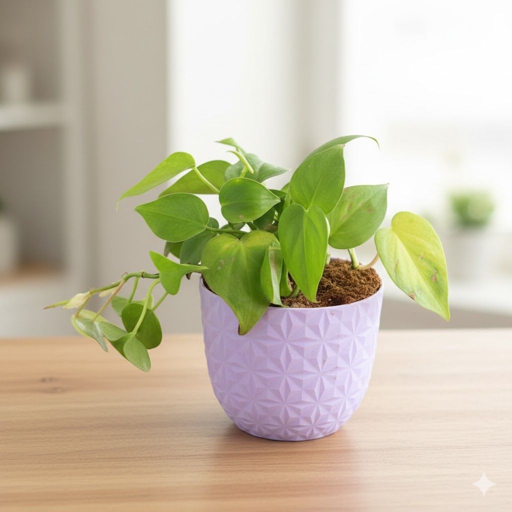 Oxycardium Green in 4 Inch Purple Leafora Premium Plastic Planter