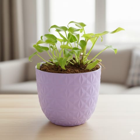 Xanadu Golden in 4 Inch Purple Leafora Premium Plastic Planter