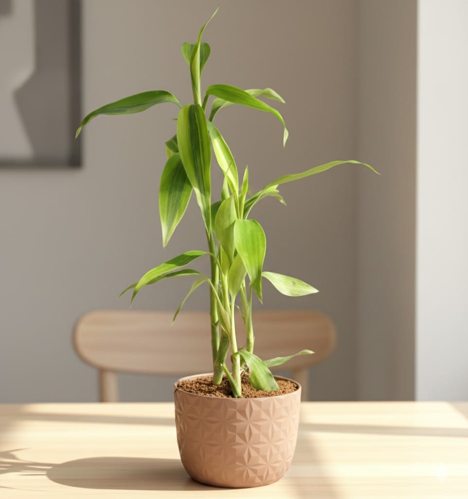 Lucky Bamboo in 4 Inch Mocha Leafora Premium Plastic Planter