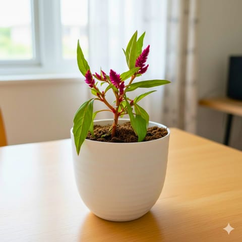 Celosia (any colour) in 4 Inch White Avora Premium Plastic Planter