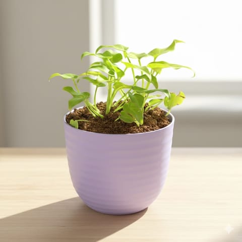Xanadu Golden in 4 Inch Purple Avora Premium Plastic Planter
