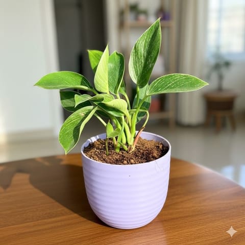 Philodendron Birkin in 4 Inch Purple Avora Premium Plastic Planter