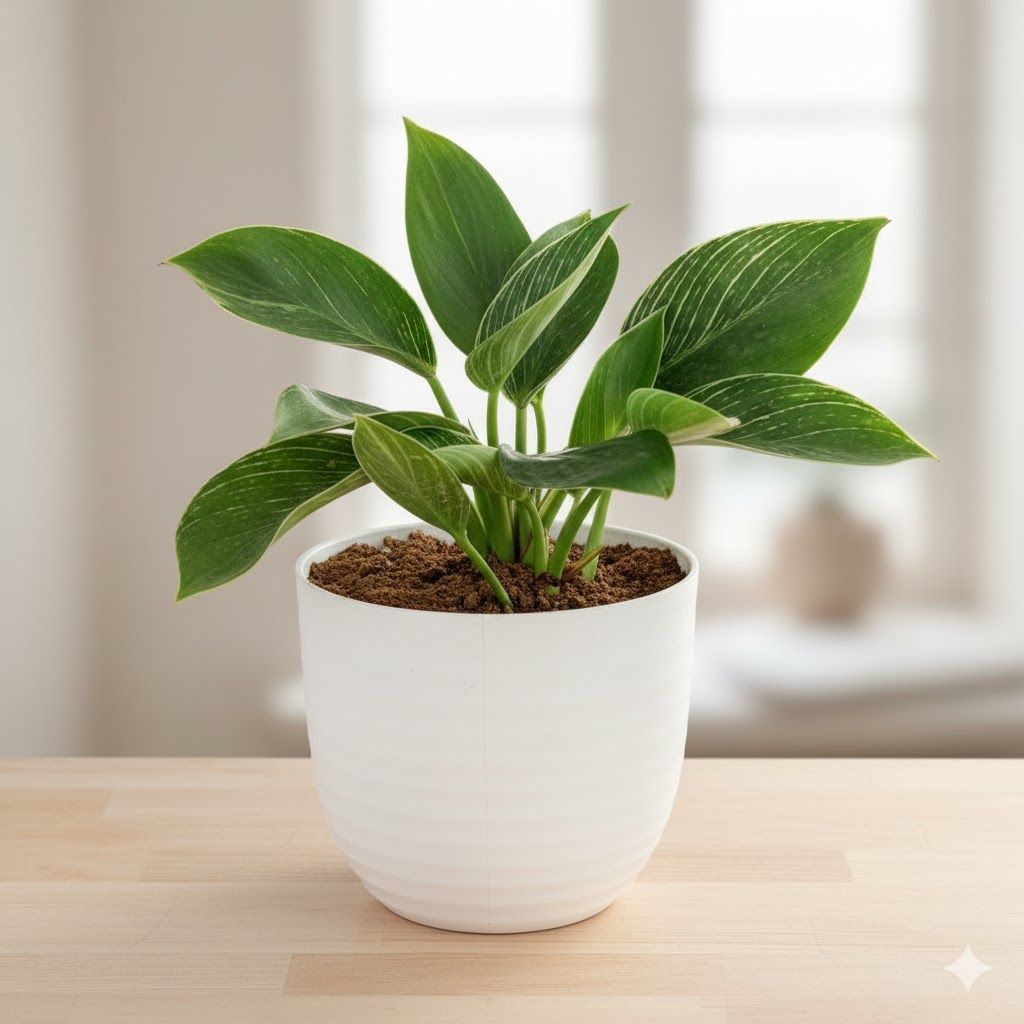 Philodendron Birkin in 4 Inch White Avora Premium Plastic Planter