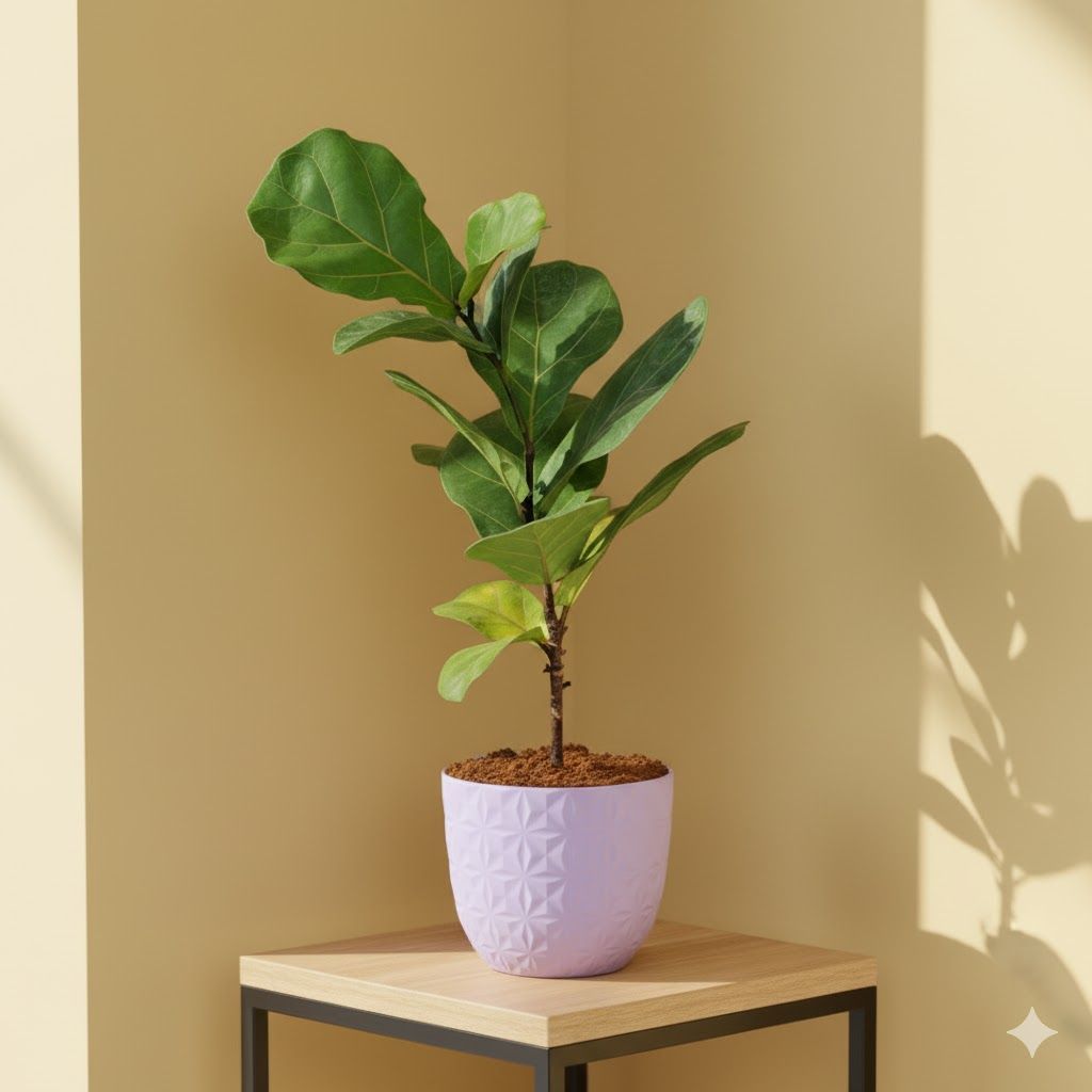 Fiddle Leaf Fig in 4 Inch Purple Leafora Premium Plastic Planter