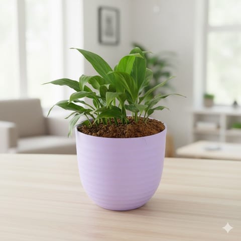 Peace Lily in 4 Inch Purple Avora Premium Plastic Planter